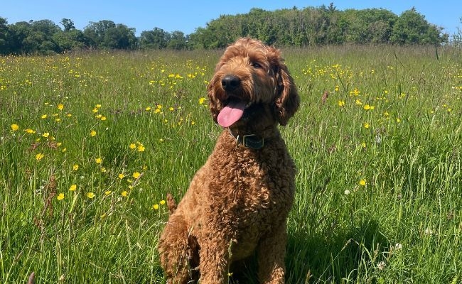 Tommy, the Goldendoodle