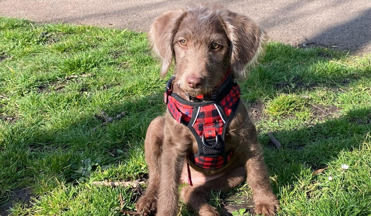 An adorable little pup wearing a check harness sits in the grass on their first walkies.