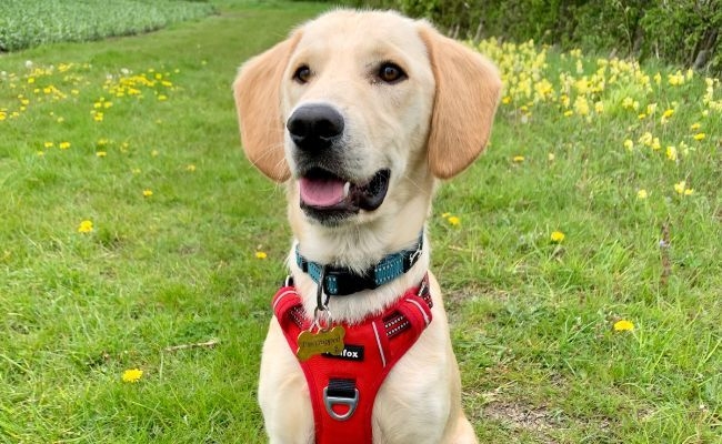 Buddy, the Cross Breed enjoying walkies