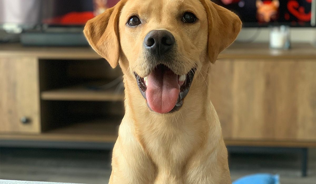 A labrador pup stands in a living room, in front of a tv, smiling happily