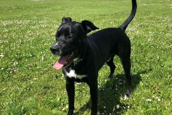 Derek the Cross Breed smiling on a walkies with his tongue hanging out