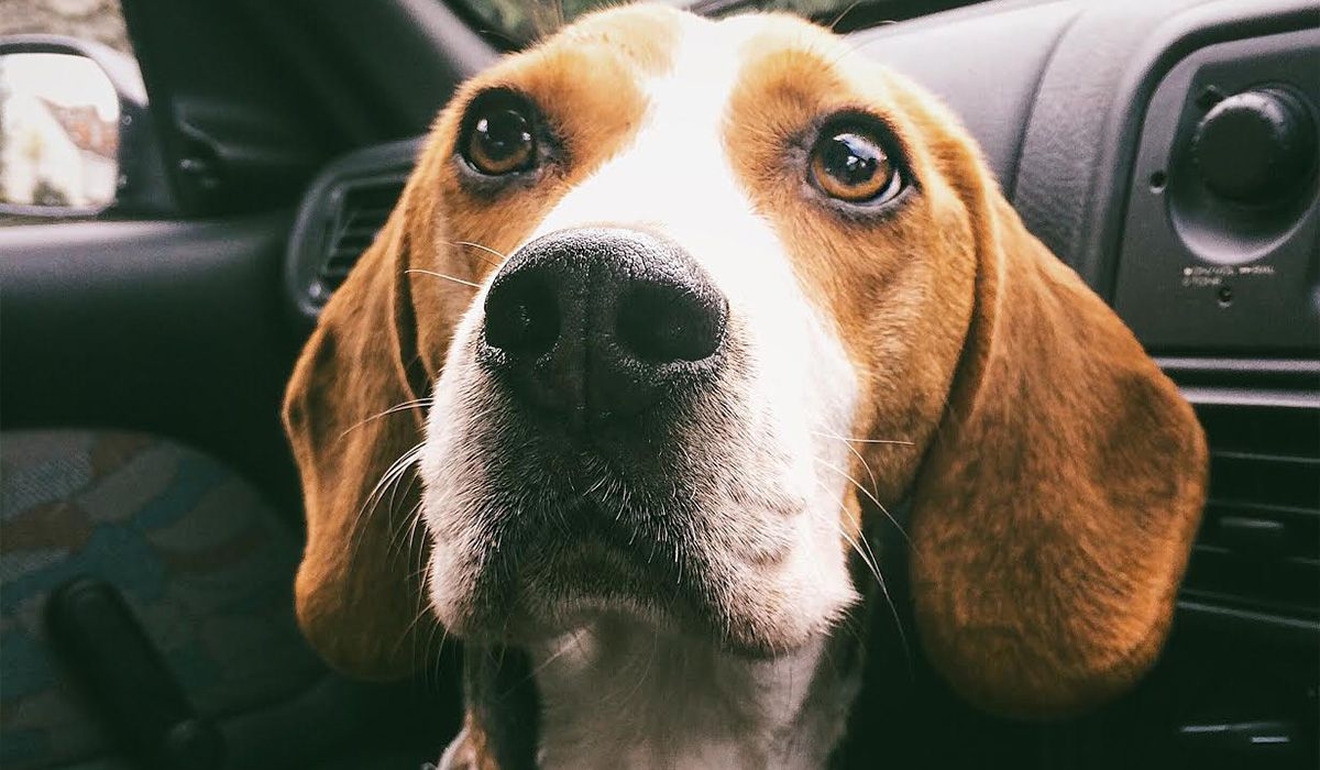 Marga sits in the front of a car looking intently at the person taking the photo