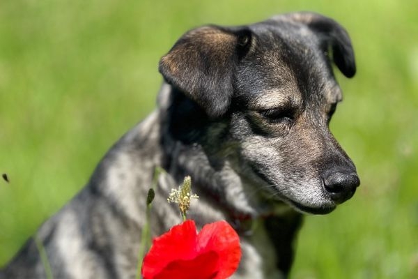 Josephine, the Cross Breed