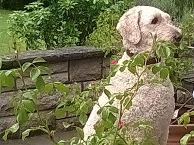 A white, curly-haired dog sits in a garden