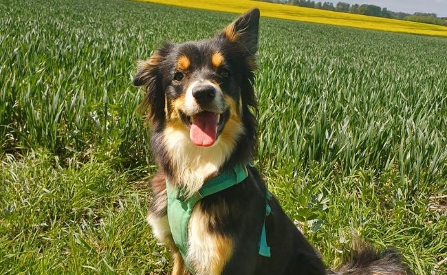 Peanut, the Border Collie