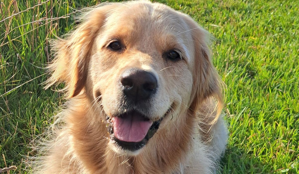 A beautiful dog with a lustrous, golden coat and gentle, hazel eyes takes a moment during an afternoon walk