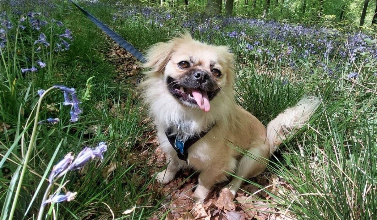 Tibetan Spaniel