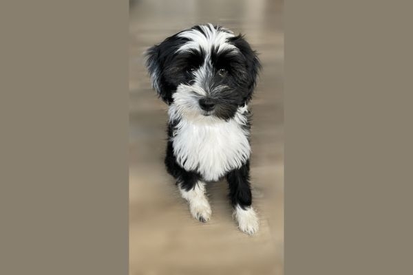 Doggy member Paddington, the Tibetan Terrier puppy, sat in the kitchen waiting for his breakfast