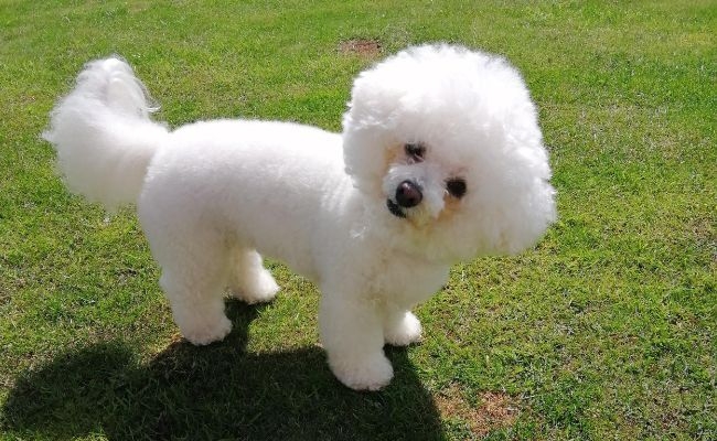 Cindy, the Bichon Frise