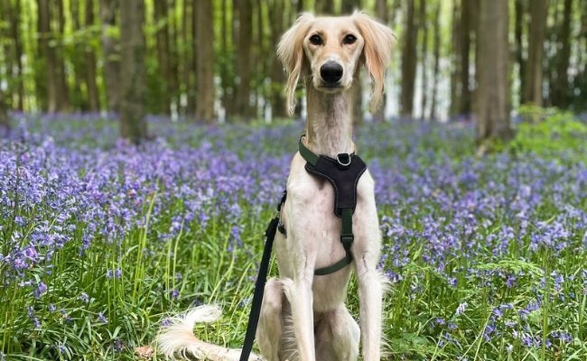 Macaroni, the Saluki