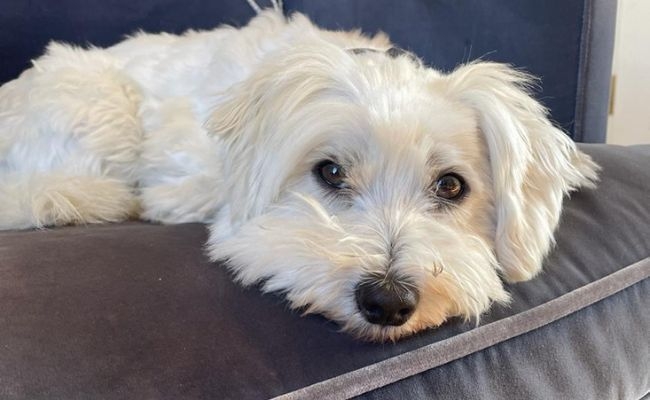 Winnie, the Coton de Tulear