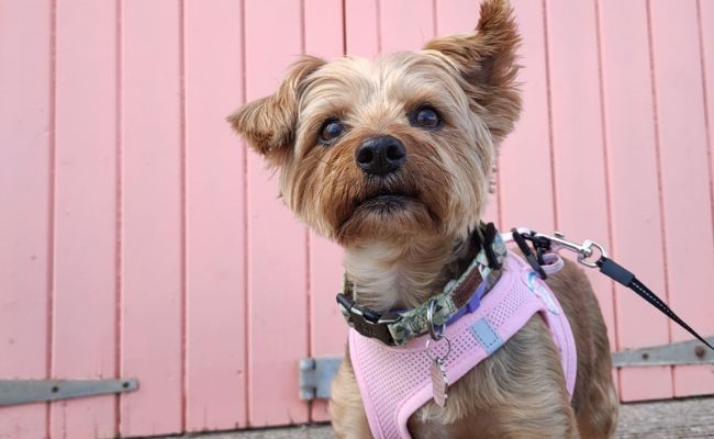 Maisy, the Yorkshire Terrier