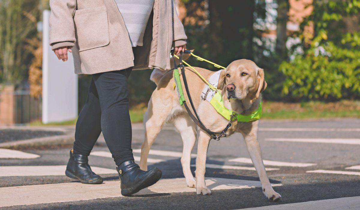 assistance dog crossing the road