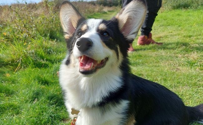 Scout, the Pembroke Welsh Corgi