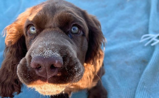 Patsy, the Sussex Spaniel