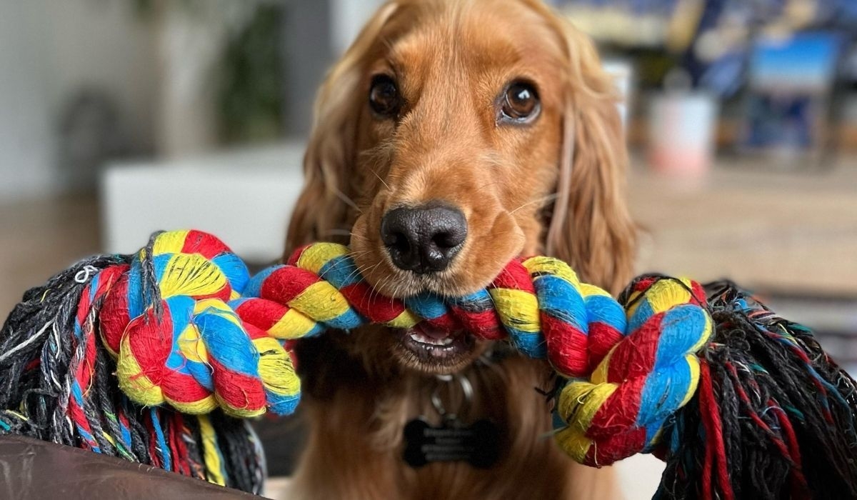 Pet shops in Maidenhead