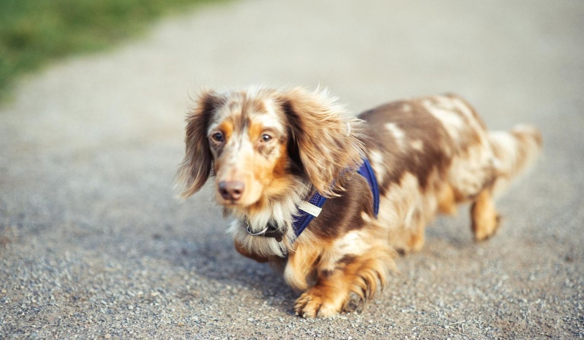 Long Haired Dachshund