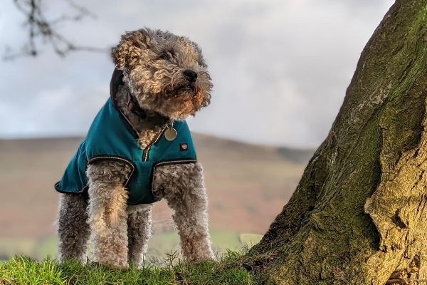 Tommy, the Miniature Poodle