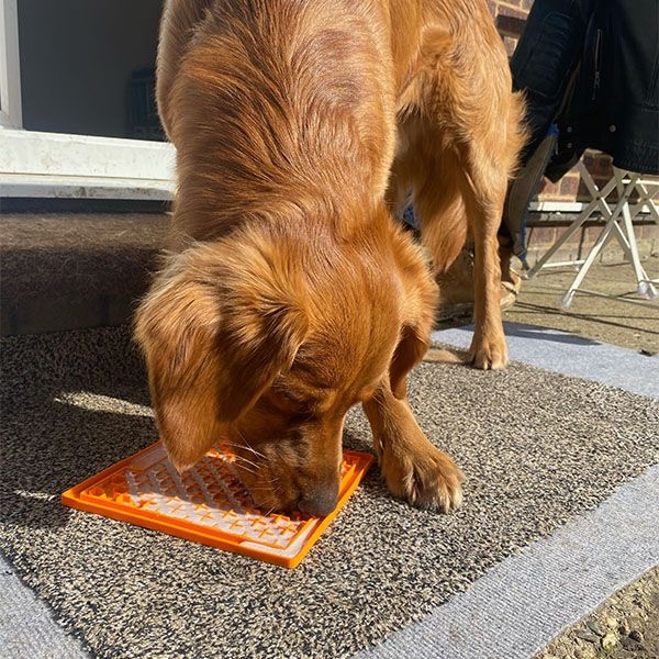 Golden Retriever licking from a lickimat