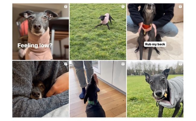 Jess the Whippet's Instagram grid