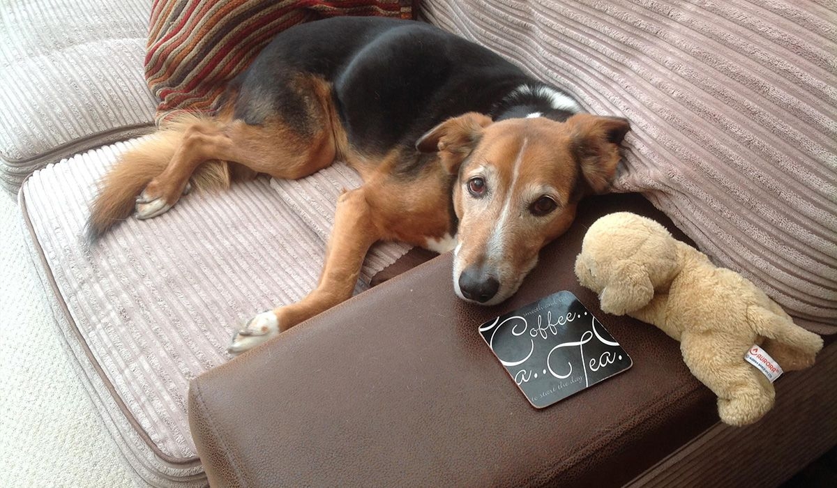 Max, a black and tan dog with a sweet face relaxes on a sofa