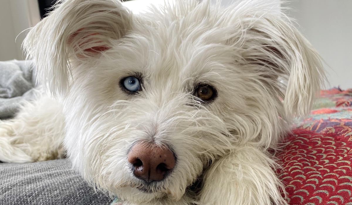 A sweet, white fluffy dog with floppy ears, a large brown nose and one blue eye and one brown, lays resting on the bed.