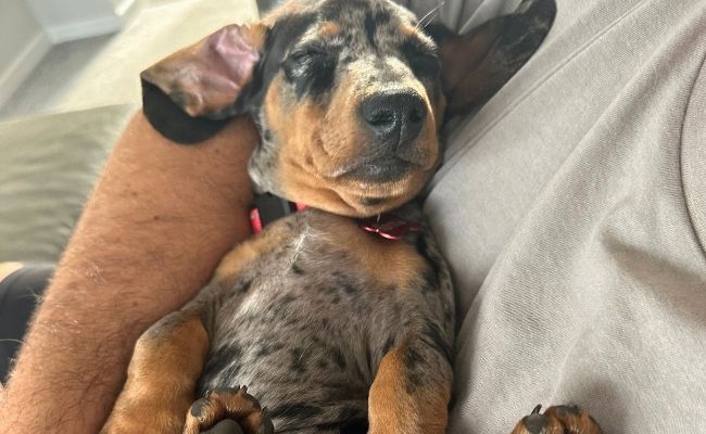 Doggy member Ronnie, the Miniature Dachshund snoozing soundly on his back in his human's arms