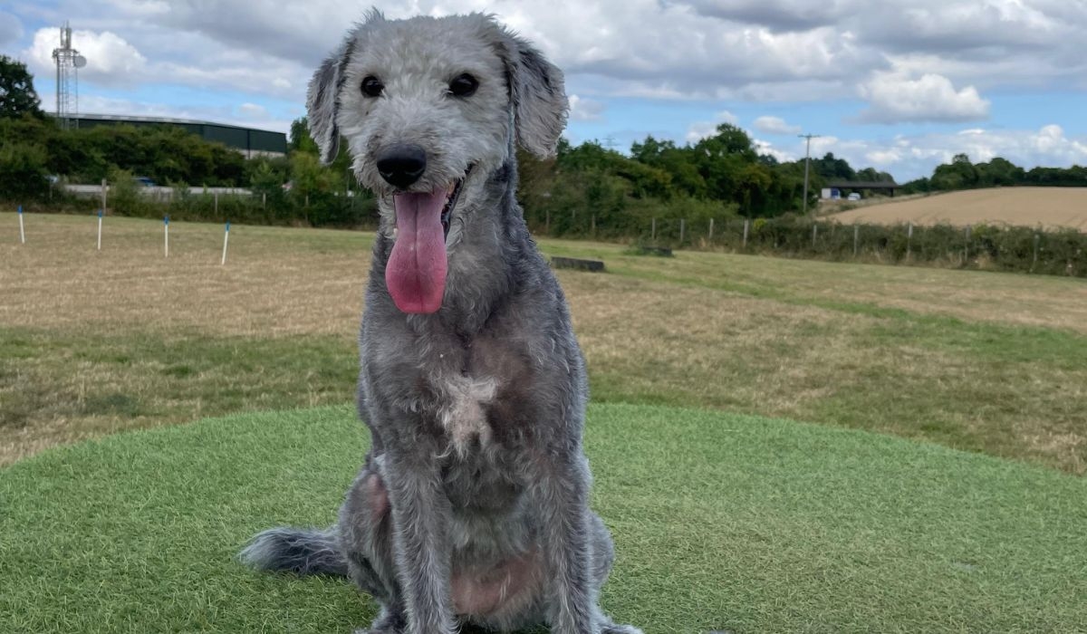 Bedlington Terrier