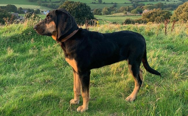 Lara, the Bloodhound