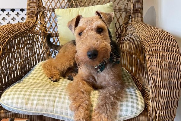 A gorgeous terrier on a wicker seat looking very comfortable