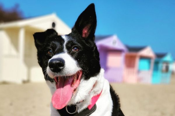 Lexi, the border collie