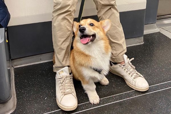 Socrates, the Pembroke Welsh Corgi