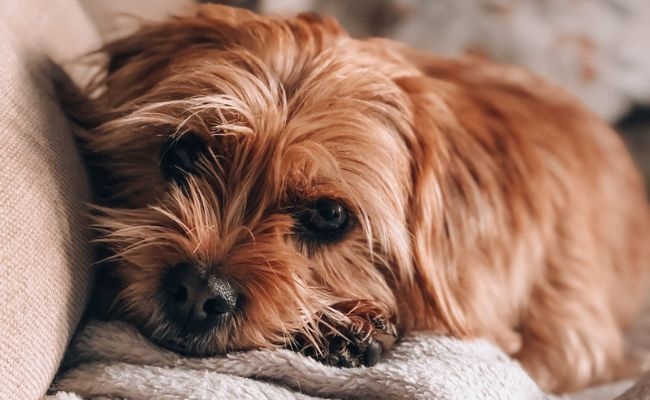 Pip, the Norfolk Terrier