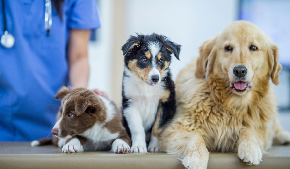 Local vets in Bedfordshire