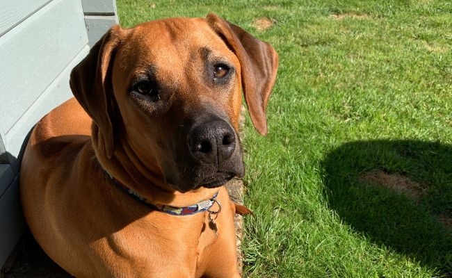 Nala, the Rhodesian Ridgeback