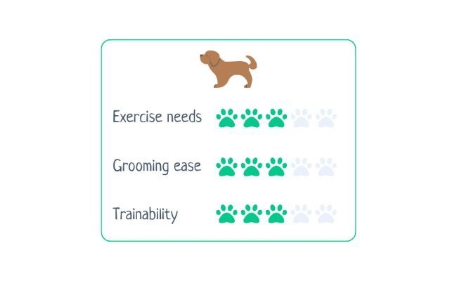 Welsh Terrier  Exercise Needs 3/5 Grooming Ease 3/5 Trainability 3/5