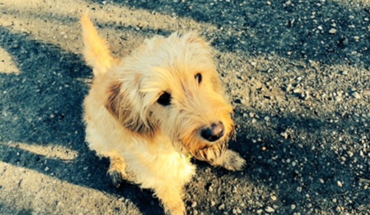 Frisco sits on a path in the afternoon sun with long shadows on the ground