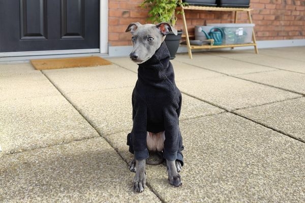 Atlas, the Italian Greyhound