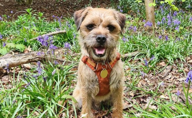 Rupert, the Border Terrier