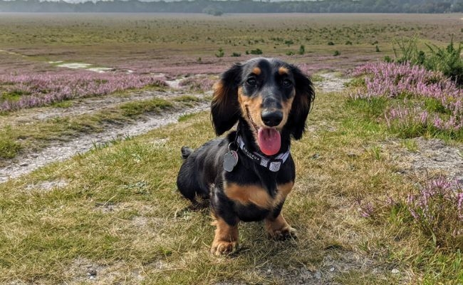 Long haired Dachshund