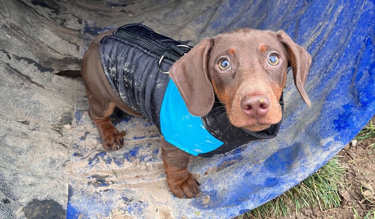 Doggy member Buster, the Miniature Dachshund, enjoying the muddy tunnel at the dog park