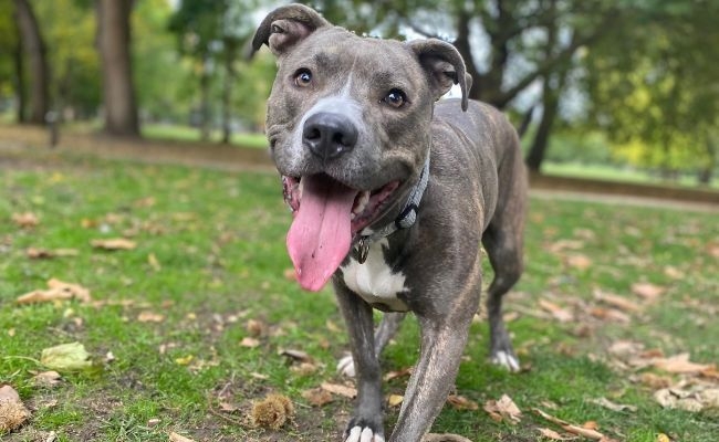 Coco, the Staffordshire Bull Terrier