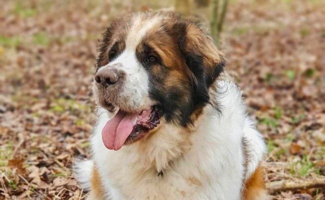 Cookie, the St Bernard