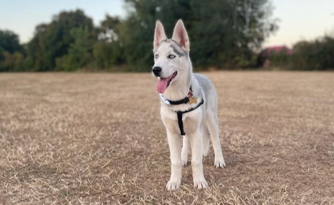 Luna, the Siberian Husky