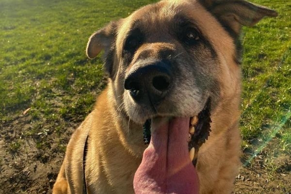 Archie, the Kangal Shepherd