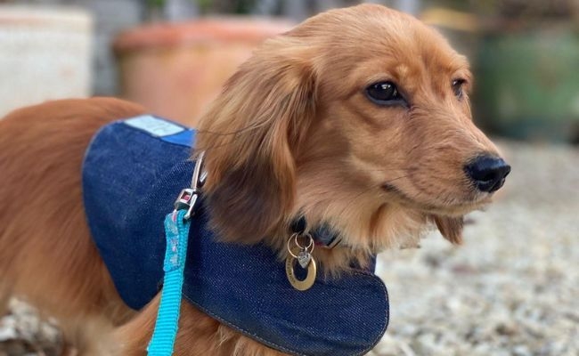 Minnie, the Miniature Long Haired Dachshund