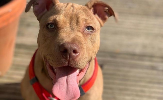 Bear, the American Bulldog