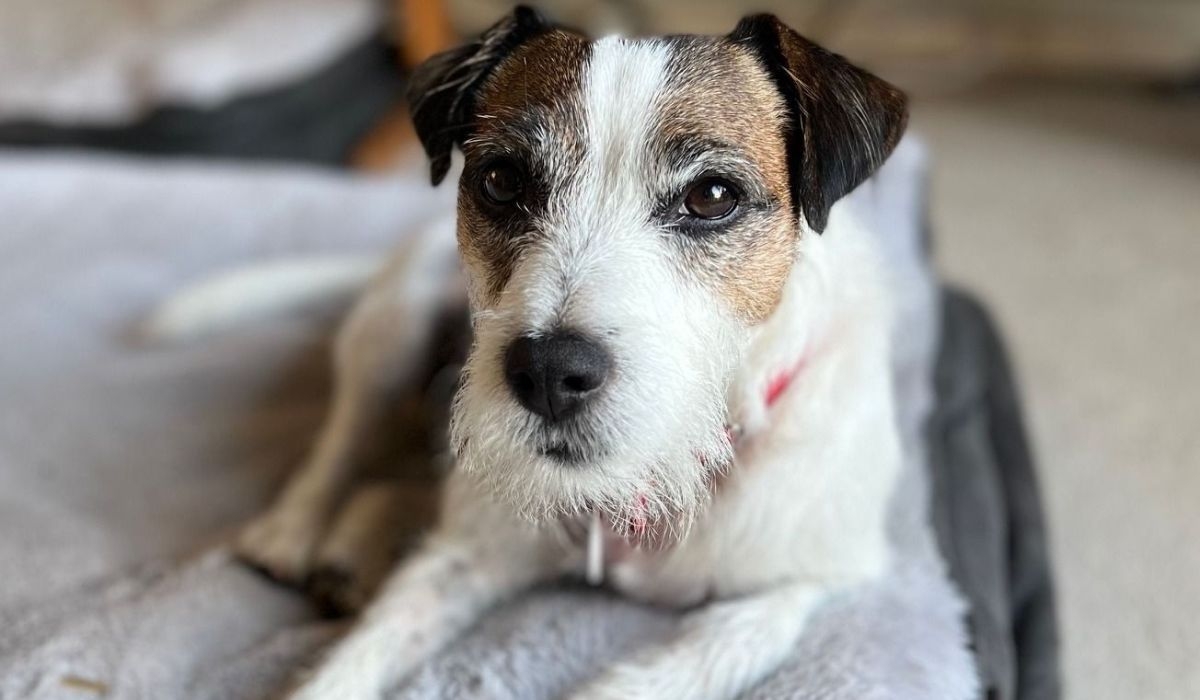 Parson Russell Terrier