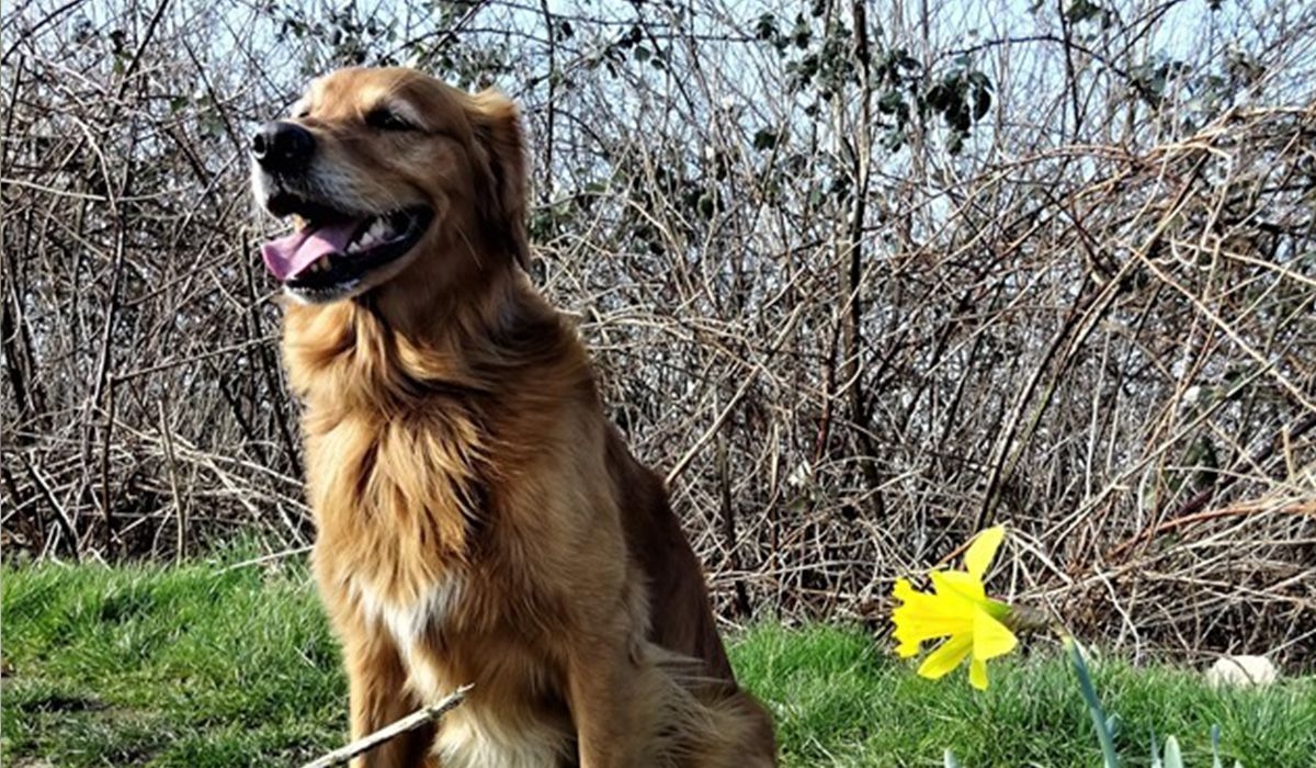 Dudley the retriever looks happy out in nature