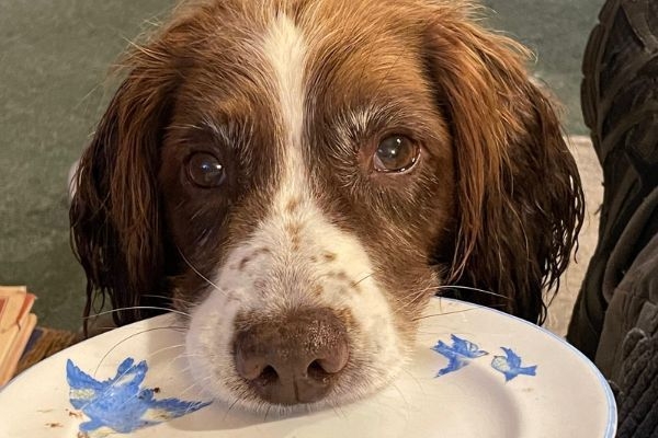 Pepper, the English Springer Spaniel